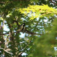Parus minor