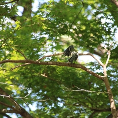 Parus minor