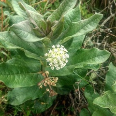 Asclepias notha
