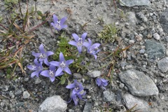Campanula cenisia