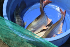 Pangasius