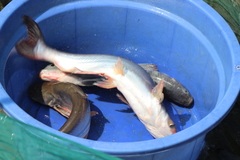 Pangasius