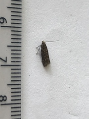 Bryotropha domestica