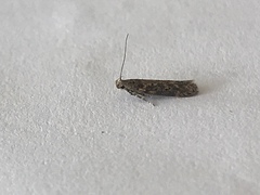 Bryotropha domestica