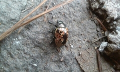 Calligrapha multipustulata