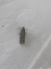 Bryotropha domestica