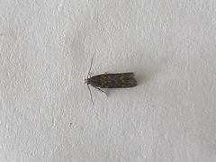 Bryotropha domestica