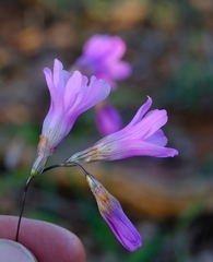 Ixia sobolifera carnea