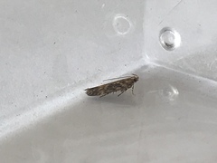 Bryotropha domestica