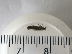 Bryotropha domestica