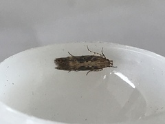 Bryotropha domestica