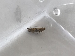 Bryotropha domestica