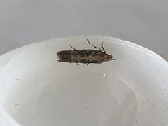 Bryotropha domestica