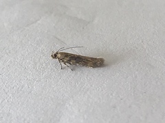 Bryotropha domestica