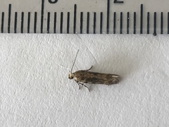 Bryotropha domestica