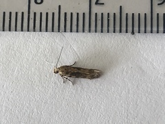 Bryotropha domestica