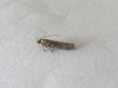 Bryotropha domestica