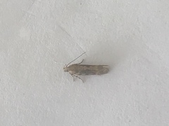 Bryotropha domestica