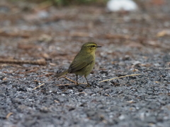 Phylloscopus subaffinis