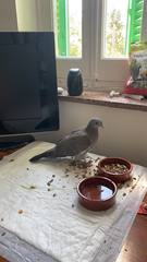Columba palumbus
