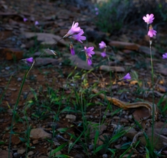 Ixia sobolifera carnea