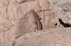 Anatololacerta pelasgiana