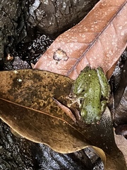 Ranoidea barringtonensis