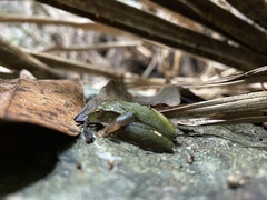 Ranoidea barringtonensis