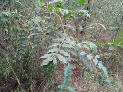 Glycyrrhiza