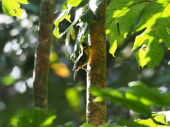 Machlolophus spilonotus