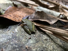 Ranoidea barringtonensis