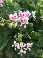 Pelargonium echinatum