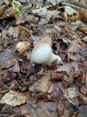 Lycoperdon perlatum