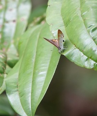 Hypolycaena thecloides