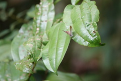 Hypolycaena thecloides