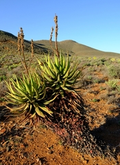 Aloe khamiesensis