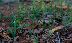 Ixia sobolifera carnea