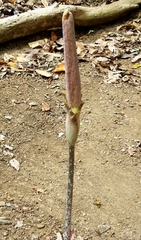 Amorphophallus variabilis