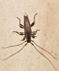 Didymocentrotus denticollis