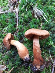Cortinarius rubellus