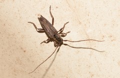 Didymocentrotus denticollis