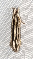 Leptosaces schistopa