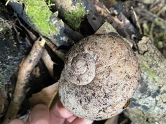 Hedleyella falconeri