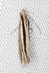 Leptosaces schistopa