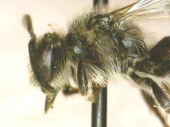Callandrena
