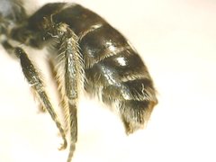 Callandrena
