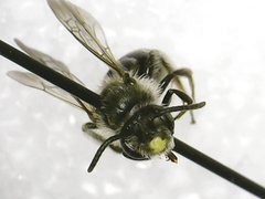 Callandrena
