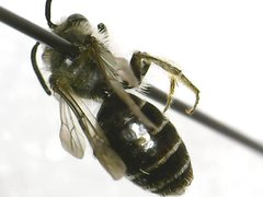 Callandrena