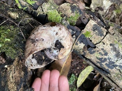 Hedleyella falconeri