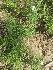 Achillea salicifolia